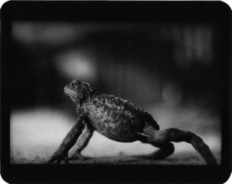 Животные в черно-белых фотографиях Джакомо Брунелли
