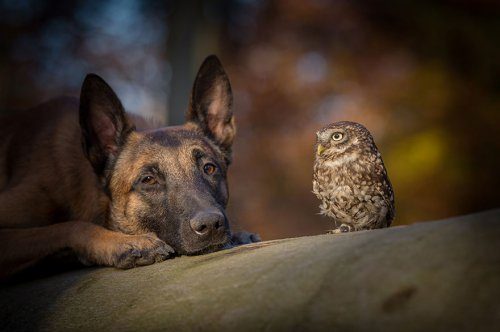 Необычная дружба овчарки Инго и совы Польди