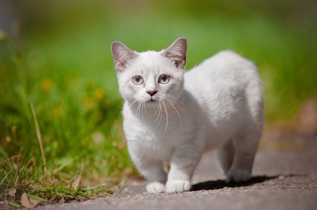 20 причин, почему вам нужно завести кошку породы манчкин