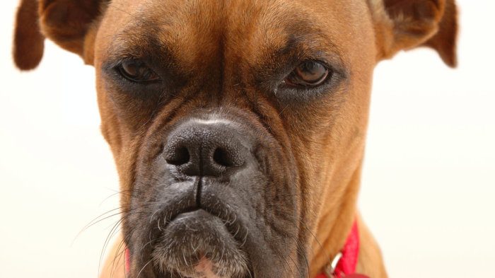 13 занимательных фактов о собаках