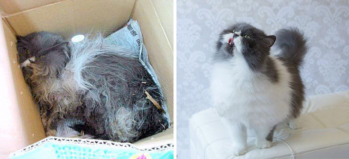 Бездомные коты до и после спасения