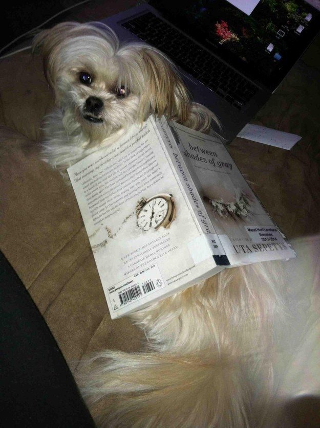 Читающие собаки
