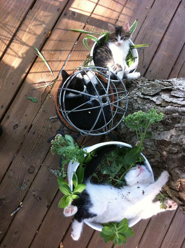 Кошки, которые возомнили себя растениями