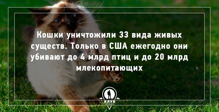 Интересные факты о кошачьих