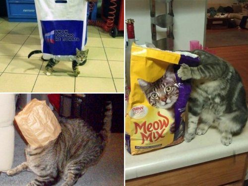 Смешные кошки в пакетах