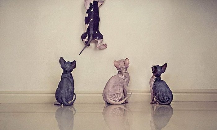 Чудесные кошки-сфинксы