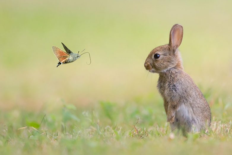 Сказочные фотографии животных с бабочками