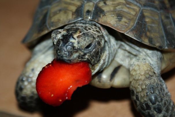 20 животных, поедающих фрукты и ягоды