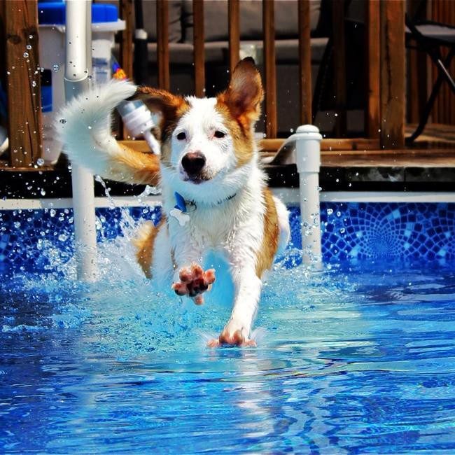 Собаки, которые рады провести лето у бассейна