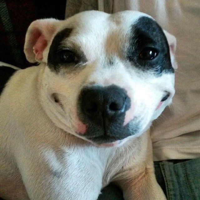20 собак, которые не знают, как нужно улыбаться