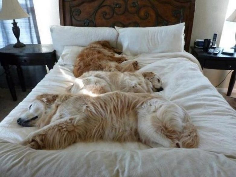 Собаки, которые спят в вашей постели