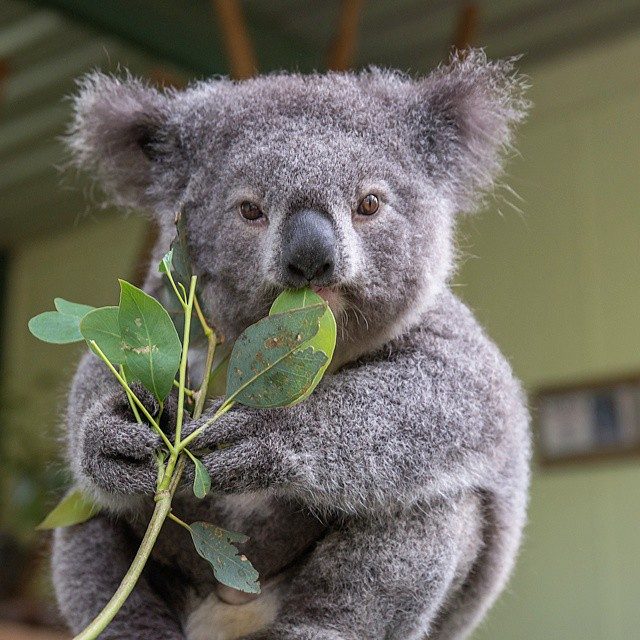Пост обожания коал
