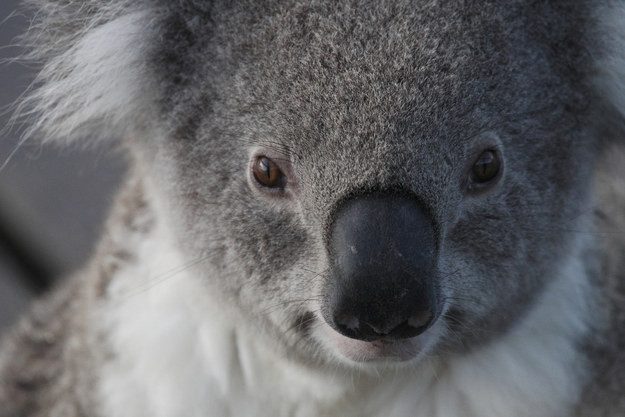 Мокрая коала фото страшная