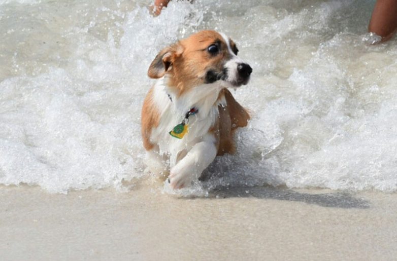 14 собак, которые очень боятся воды
