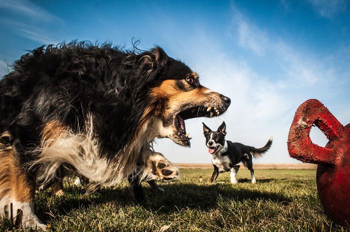 20 фотографий, на которых собаки выглядят настоящими гигантами