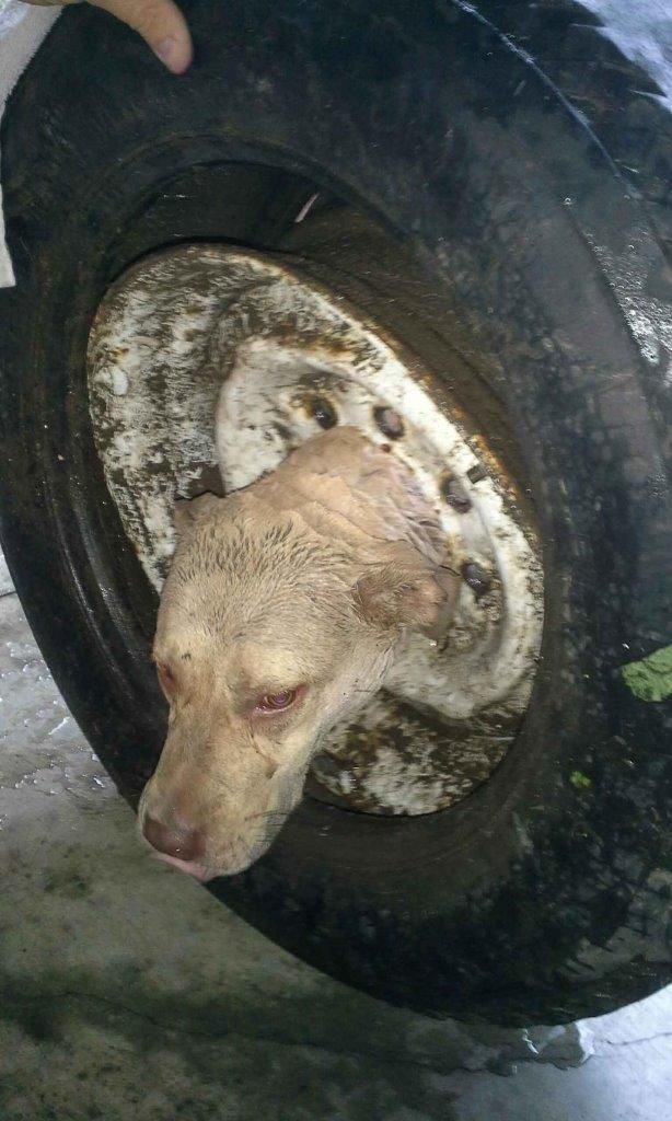 Как вызволяли пса, который застрял головой в колесе
