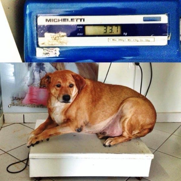 Этот бедный пес умирал от ожирения