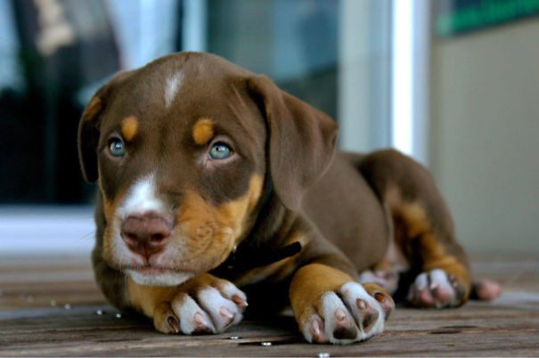 30 видов скрещённых пород собак, в которые вы влюбитесь