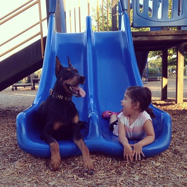 Удивительная дружба крошечной девочки с гигантским доберманом