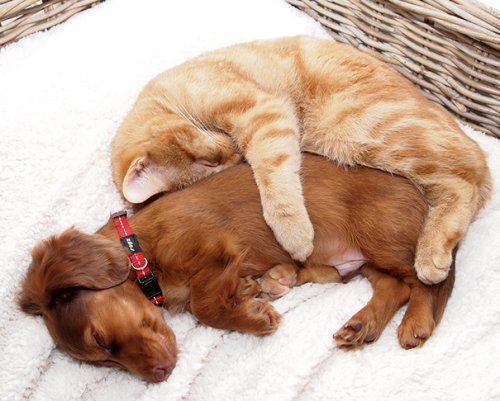 Очаровательные примеры дружбы кошек и собак. Часть 2