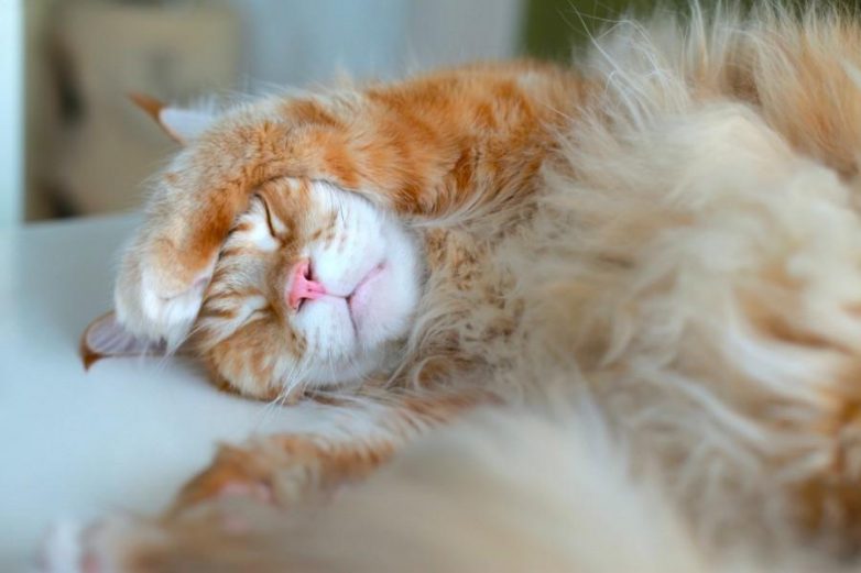 Мегапозитив: веселая история о дрессуре котиков и их хозяев