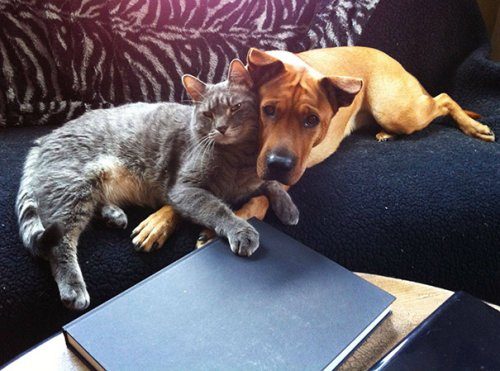 Очаровательные примеры дружбы кошек и собак. Часть 2