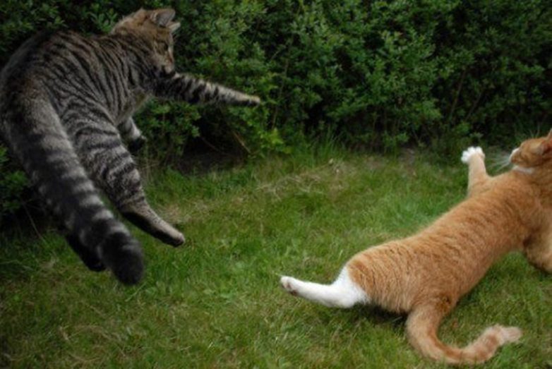 10 эпичных фото с битвы котов