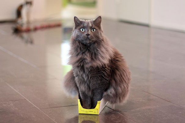 20 забавных примеров железной кошачьей логики
