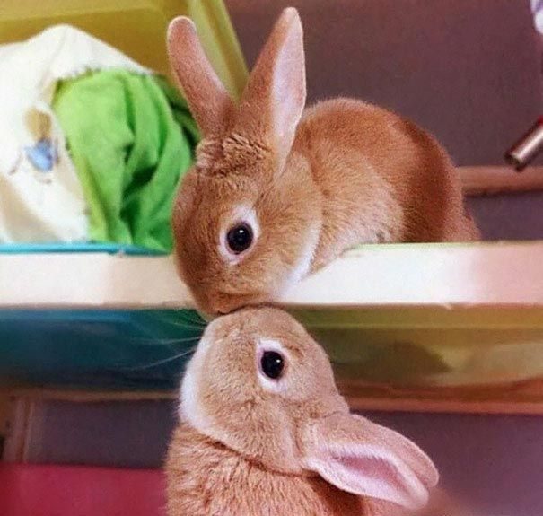 20 прелестных кроликов, которые сделают ваш день лучше