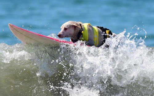 Соревнования среди собак-сёрфингистов