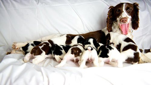 Гордые мамочки очаровательных щенят