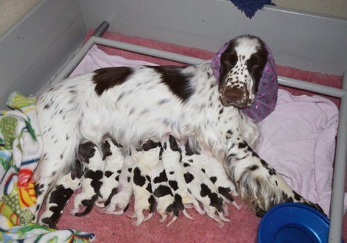 Гордые мамочки очаровательных щенят
