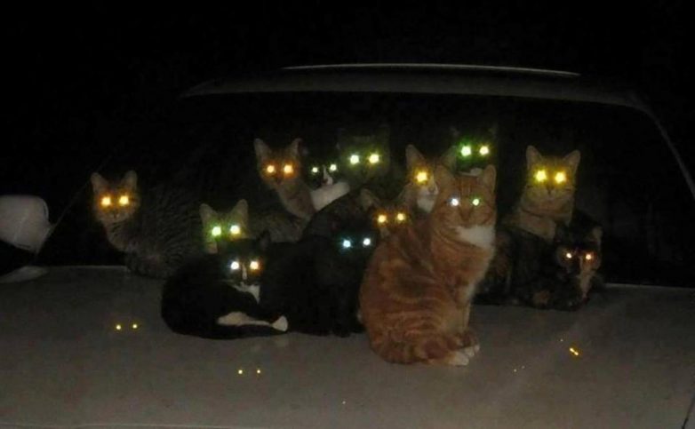 Кошки видят в темноте, как днем