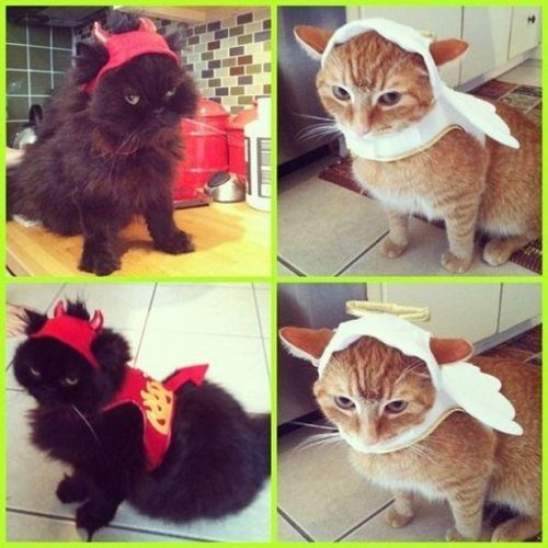 Кошки, недовольные своими хэллоуинскими костюмами