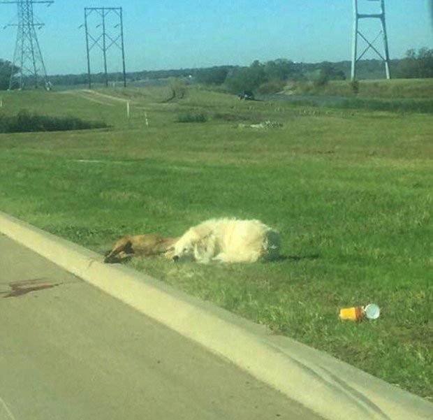 Собака отказывалась покидать тело друга, после того, как его сбила машина