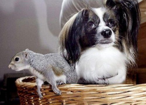 Неожиданная дружба собак с другими животными
