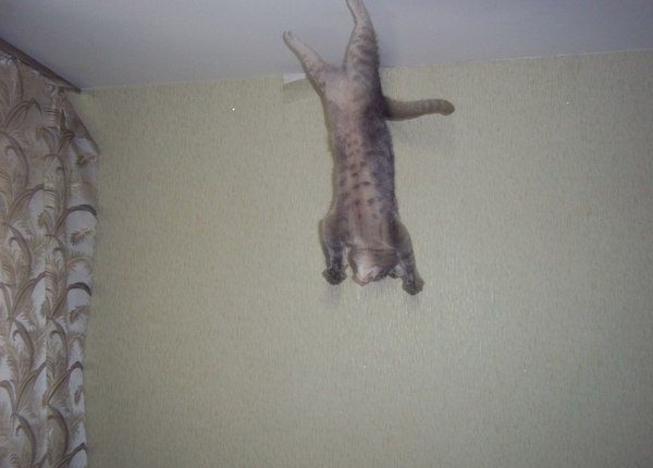 Сумасшедшие коты, которые не слышали о гравитации