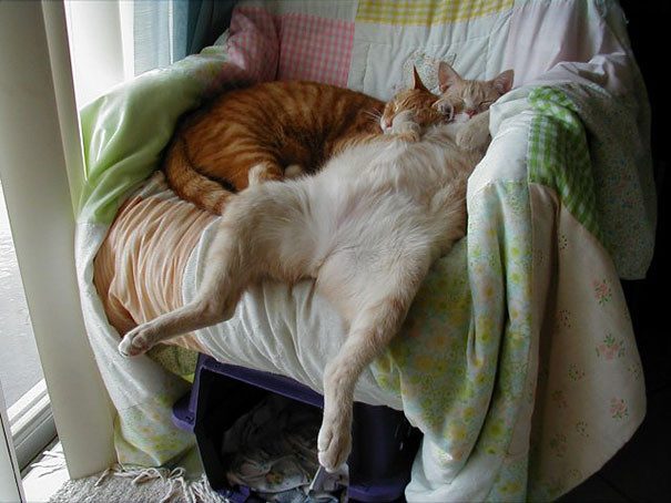 30 фотографий, доказывающих, что коты могут спать где угодно