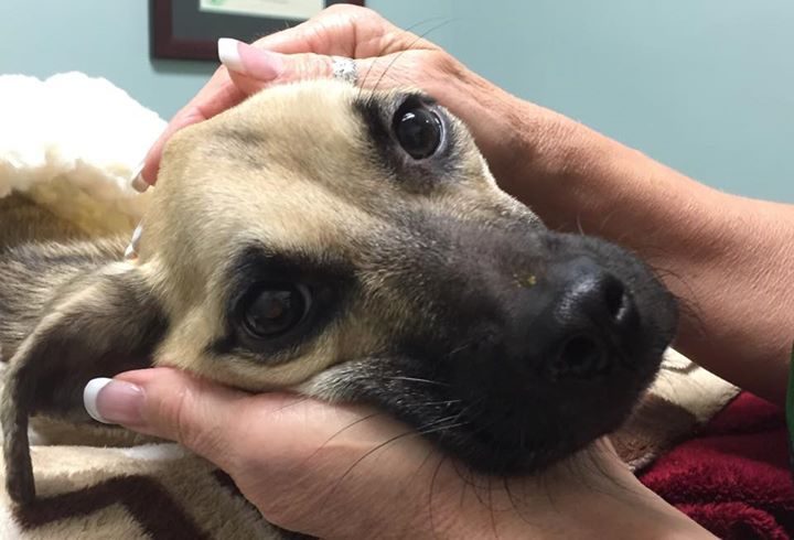 История спасения истощённой собаки, находившейся на волосок от смерти