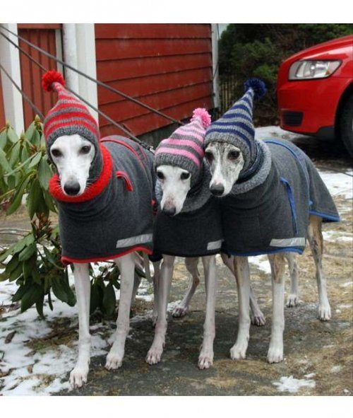 Собаки, готовые к зимним прогулкам