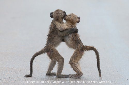 Победители фотоконкурса The Comedy Wildlife Photography Awards