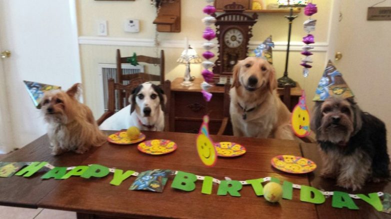 20 животных, которые тоже любят праздновать день рождения
