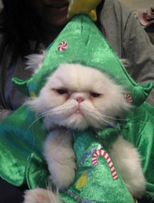 Забавные кошки в праздничных костюмах новогодней ёлки