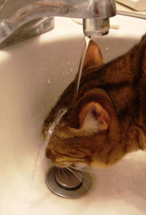 Кошки-любительницы водных процедур