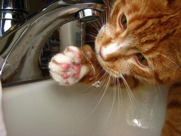 &quot;Сломанные&quot; коты, которые обожают воду