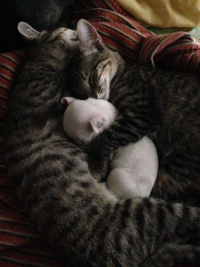 Кошки воспитывают трёхногого щенка