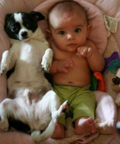 Малыши и собаки, похожие как две капли воды