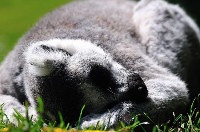 7 животных, которые не страдают от недосыпа