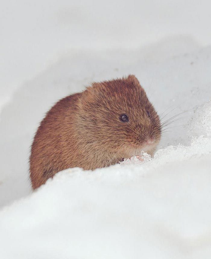 Остров Хоккайдо стал домом для 7-ми невероятно милых животных