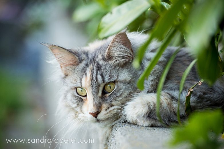 Пост невероятной кошачьей красоты